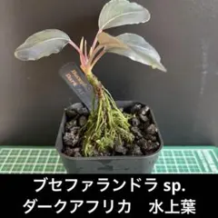 【ぞのぞの様専用】ブセファランドラ3種セット