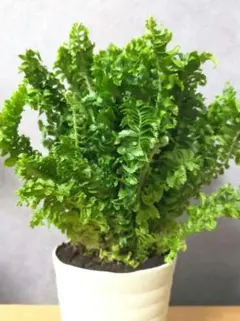 ネフロレピス エミナ 充実株 （エミーナ）シダ植物 A