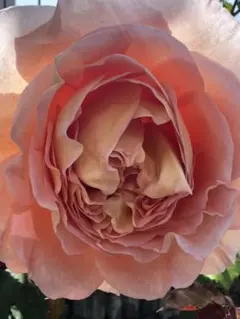 バラ挿し木苗 アブラハムダービー