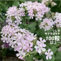 737シレネサクラコマチ❤️発芽率良く育てやすい花❣️裏切らない可愛さ⭐️種100粒のサムネイル