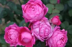 バラ苗　強健　四季咲 芳香　希少　薔薇苗のサムネイル