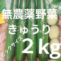 2kg 長野県産 信州 三尺ささげインゲン 豇豆角 - メルカリ