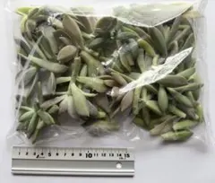 多肉植物•葉挿し•抜き苗　まとめ売りのサムネイル