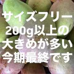 2026年最新】摘果マンゴーの人気アイテム - メルカリ