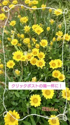 ガザニア 黄色 (クリックポストの箱一杯)
