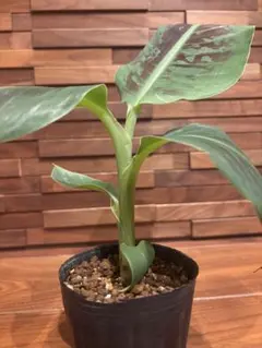 希少！斑入り　ムサドワーフナムワ　Musa kuai Namwa Khom 中苗 希少！斑入り ムサドワーフナムワ Musa kuai Namwa Khom 中苗