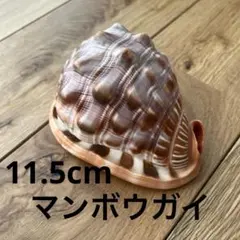 2026年最新】マンボウガイの人気アイテム - メルカリ