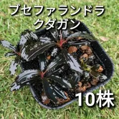 2026年最新】ブセファランドラspクダガンの人気アイテム - メルカリ