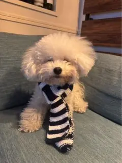 Item thumbnail for item 1ffe4976-8cd9-4f2d-9aa7-ac7c37c189b6