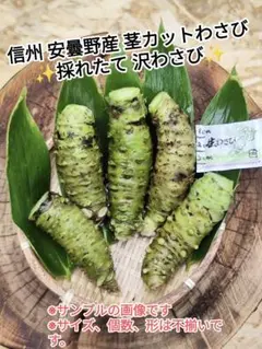 200～220g範囲 信州 安曇野産 本わさび 生わさび 茎なし 山葵のサムネイル