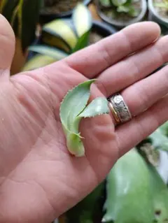 あやおさん　専用