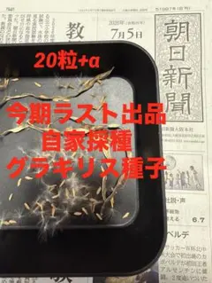 2026年最新】グラキリス 現地球の人気アイテム - メルカリ