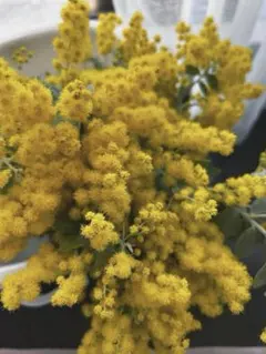 パールアカシア ミモザ フレッシュ 80サイズ