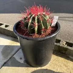 純黄刺 金冠竜 実生 鉢植えメルカリ便送料込み 純黄刺 金冠竜 実生 鉢植えメルカリ便送料込み