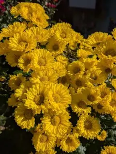 抹茶ソフト☆断捨離☆様 リクエスト 4点 まとめ商品