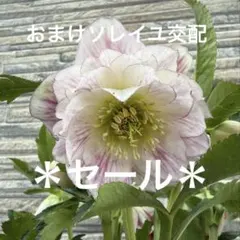 2026年最新】広瀬園芸 ソレイユの人気アイテム - メルカリ