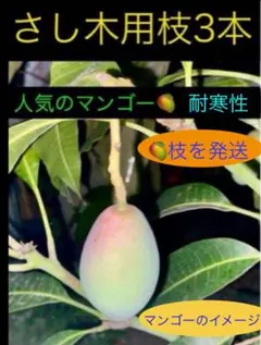 2025年最新】マンゴー苗木の人気アイテム - メルカリ