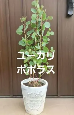 ユーカリ　ポポラス　ポリアンセモス　スクエア型テラコッタ鉢植え　苗 ユーカリ ポポラス ポリアンセモス スクエア型テラコッタ鉢植え 苗