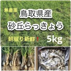 無農薬】鳥取県産 砂丘らっきょう ラッキョウ 5kg M～Lサイズ - メルカリ