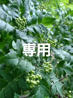 クール便！青森県産 実山椒 ☆採れたて発送 1kg - メルカリ