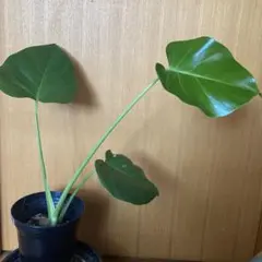 No.7 ③モンステラ デリシオーサ 挿し木 カット茎 チャレンジ用 特大