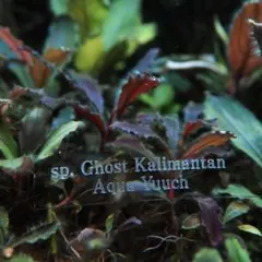 d2様！ブセファランドラ・シベルパウ　専用ページ 2026年最新】水草 種類：ブセファランドラ 水草の人気アイテム - メルカリ