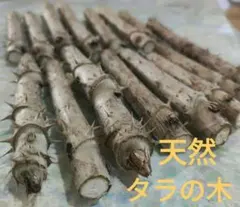 2026年最新】タラの木の人気アイテム - メルカリ