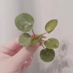 ʚ Cocoa ɞ様 リクエスト 2点 まとめ商品