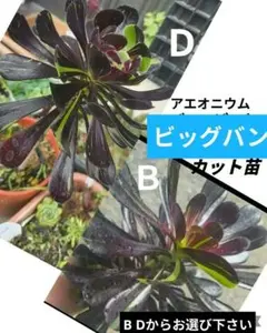 多肉植物・ビッグバン（B ）カット苗 やや大苗 やや美品 - メルカリ