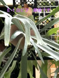 2026年最新】ビフルカツムの人気アイテム - メルカリ