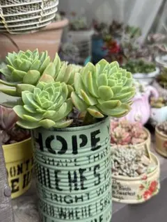 YUKIPON様 リクエスト 2点 まとめ商品