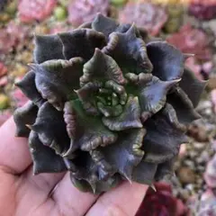 たっちゃん様 リクエスト 4点 まとめ商品