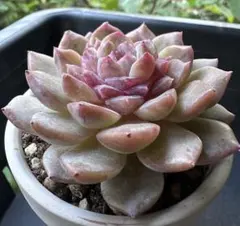 ミ*マ様 No.c192新品種　紅滴　エケベリア　多肉植物　撮影11月29日