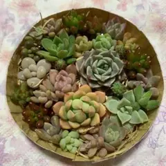 多肉植物カット苗いろいろ種類詰め合わせ 寄せ植えセット②