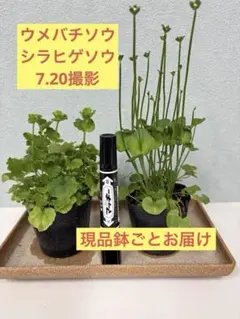 山野草 梅鉢草　シラヒゲソウ 2鉢セット　現品鉢ごと発送のサムネイル