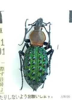 2026年最新】カブリモドキの人気アイテム - メルカリ