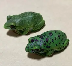 2025年最新】モリアオガエル マグネットの人気アイテム - メルカリ