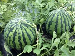 高知県産スイカ大玉、即購入OK - メルカリ