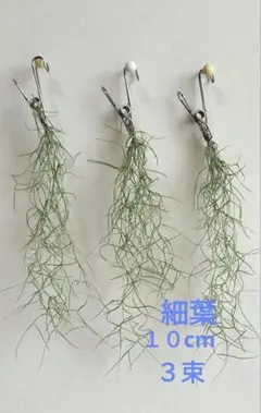 スパニッシュモス ウスネオイデス エアープランツ 吊り下げ 18束