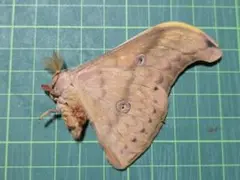 ニボシ様 リクエスト 3点 まとめ商品