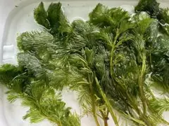 あっつん様 リクエスト 2点 まとめ商品