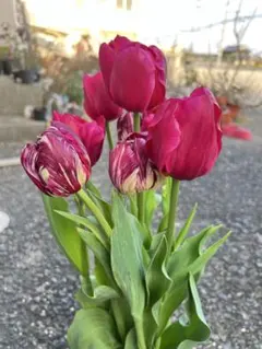 チューリップ　来年用￼