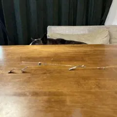 Item thumbnail for item 3fa9e2be-0c31-434e-843f-7ceeacfab5b6