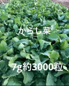 kazu様 リクエスト 2点 まとめ商品