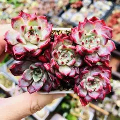 多肉植物 赤い子♡ラスト！ 赤い多肉植物種子 - メルカリ