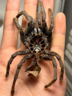 A2H97□タランチュラ 標本 額縁入り Indonesia 蜘蛛 クモ - メルカリ