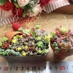 ねこちゃん♡多肉植物寄せ植え♡そのまま飾れる♡ - メルカリ