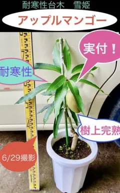 耐寒性マンゴー選抜種 雪姫 実1玉付 苗木 - メルカリ