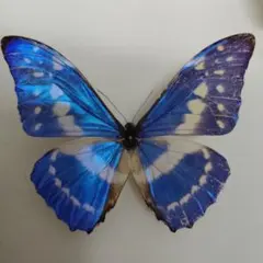 2025年最新】トリバネアゲハ 標本の人気アイテム - メルカリ