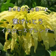 【イエロースプレンダーのタネ】100粒　種子　種　葉げいとう　ハゲイトウのサムネイル